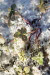 Apalachicola toadflax